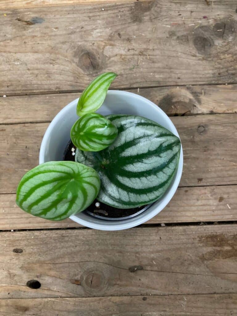 Peperomia Melon d’eau 4’’