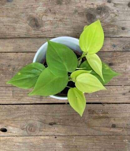 Philodendron Neon 4’’
