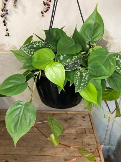 Philodendron cordatum et pictus en panier suspendu 10’’