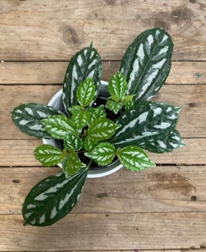 Pilea Cadierei Aluminium 4’’