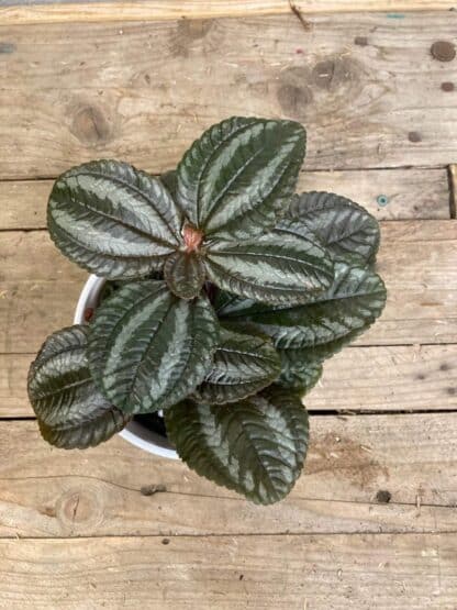 Pilea Involucrata Friendship 4’’