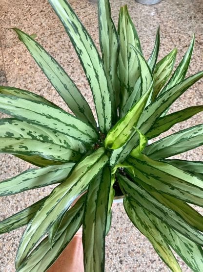Aglaonema Cutlass 6’’