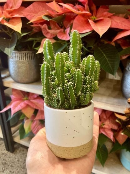 Cactus Fairy Castle 2.5’’