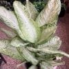 Dieffenbachia Camouflage 10’’ – Image 2