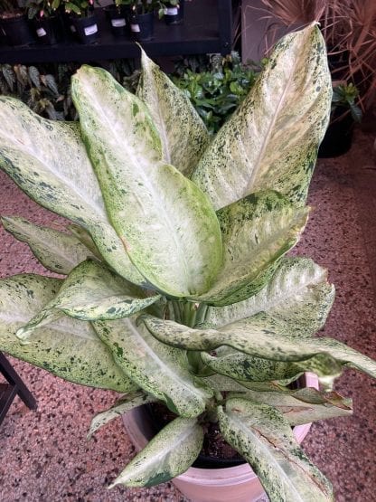 Dieffenbachia Camouflage 10’’ – Image 2
