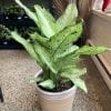 Dieffenbachia Camouflage 10’’
