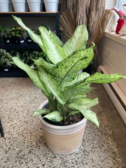 Dieffenbachia Camouflage 10’’