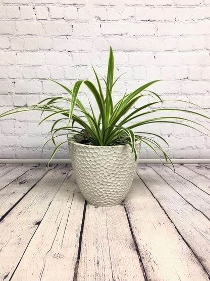 Chlorophytum reversed 6"
