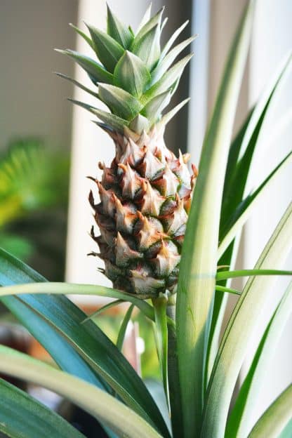 Plante d'intérieur Ananas 6 pouces 15cm