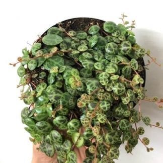 String of turtles 6" Peperomia Prostata