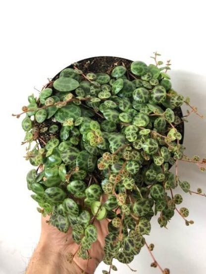 String of turtles 5"