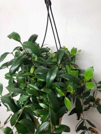 Zébra marmoratus 10"