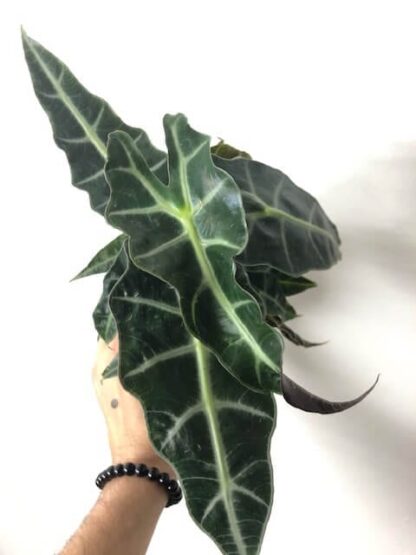 Alocasia Polly 6"