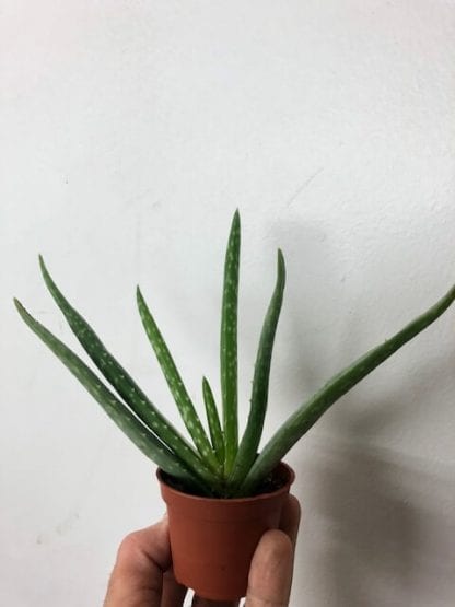 Aloe Vera 2.5"