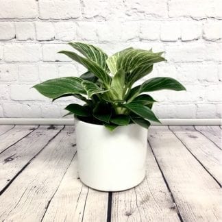 Philodendron Birkin 5"