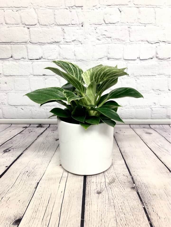 Philodendron Birkin 5"