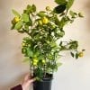 Calamondin 8" – Image 2