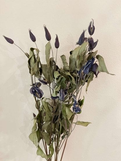 Clématites Bleu séchées