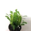 Euphorbe trigona