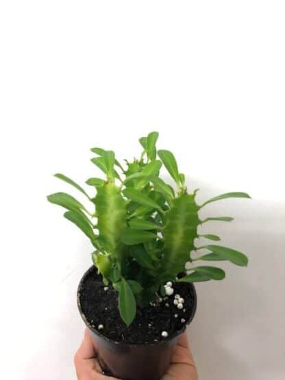 Euphorbe trigona