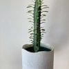 Euphorbe trigona – Image 2