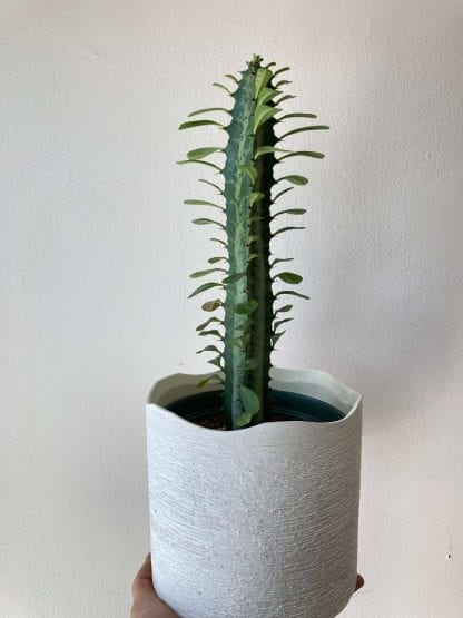 Euphorbe trigona – Image 2