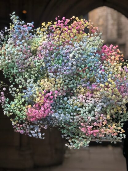 Gypsophile séché