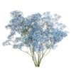 Gypsophile séché – Image 4