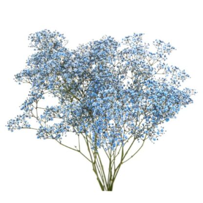 Gypsophile séché – Image 4