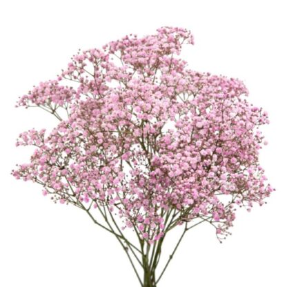 Gypsophile séché – Image 2