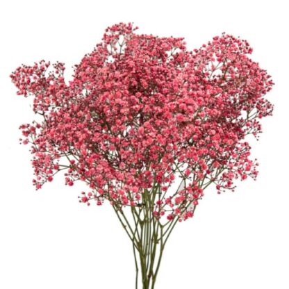 Gypsophile séché – Image 3