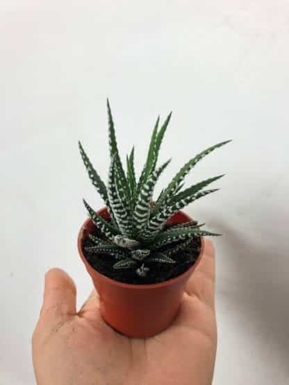 Hawortia 2.5"