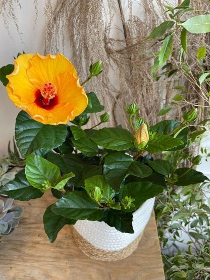 Hibiscus 6"