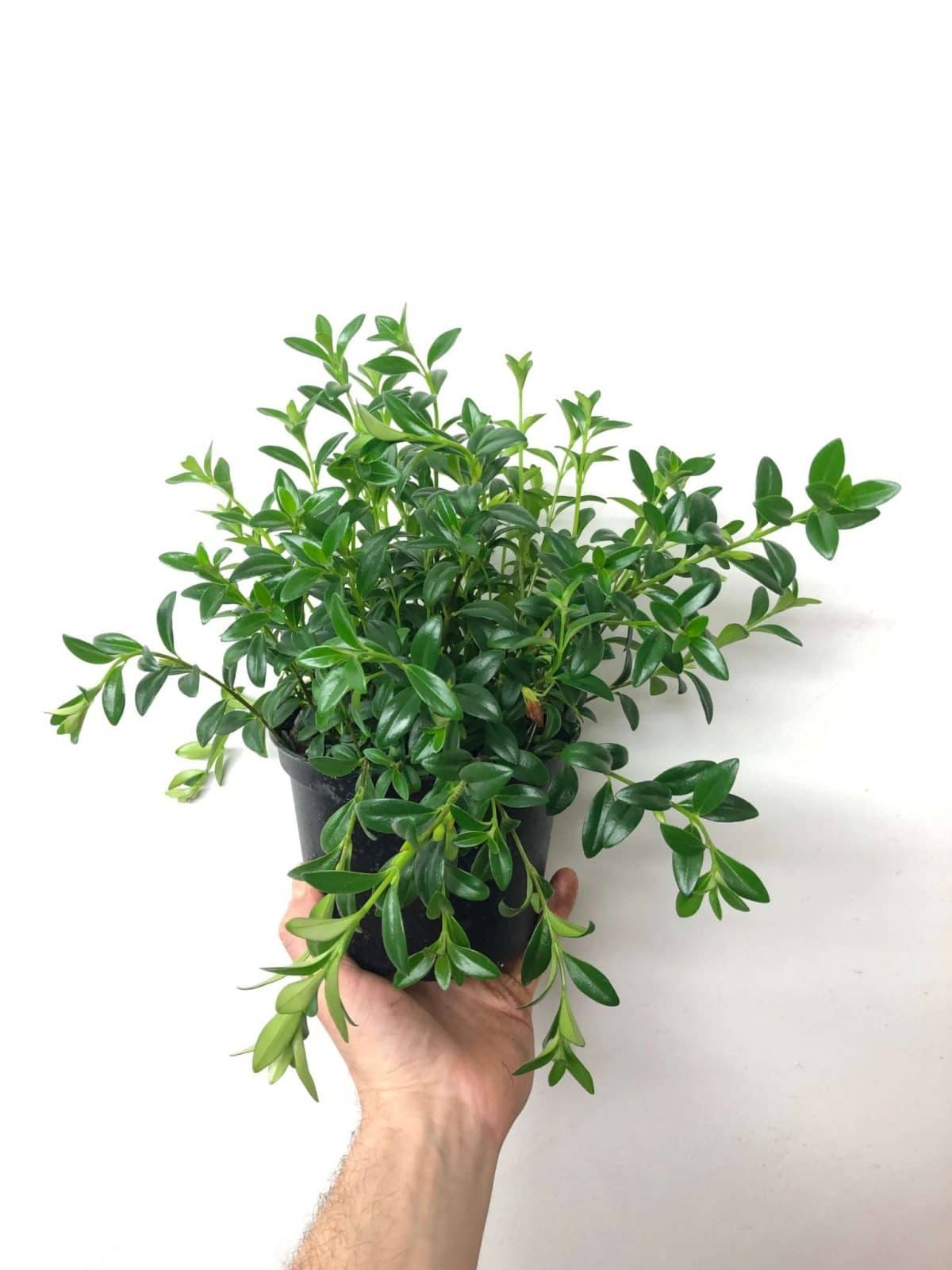 Hypocyrta - Plante poisson rouge