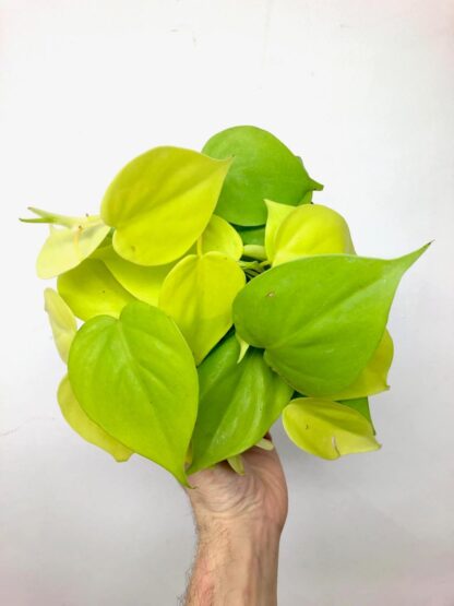 Philodendron Néon 6’’