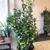 Calamondin orange buisson 14"