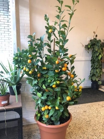 Calamondin orange buisson 14"