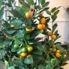 Calamondin orange buisson 14" – Image 2