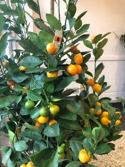 Calamondin orange buisson 14" – Image 2