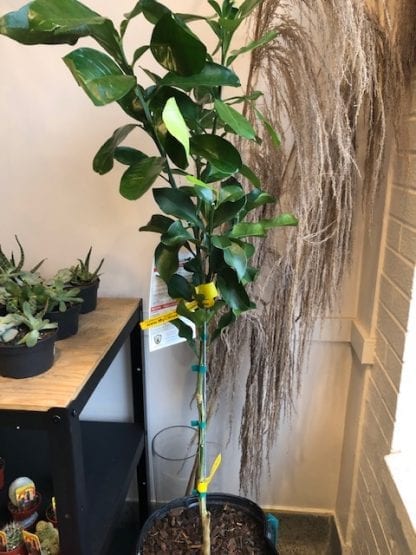 Pamplemoussier 5 gallons