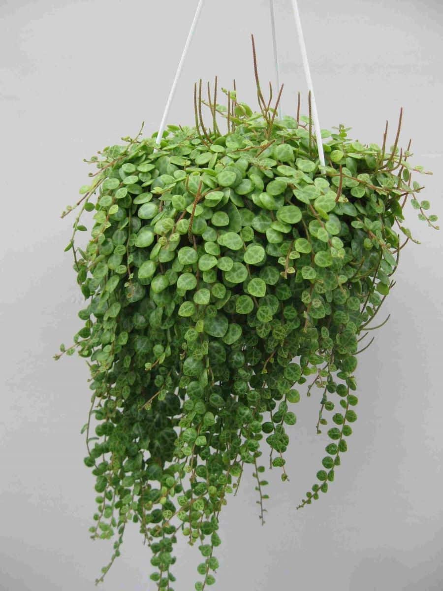 String of turtles 6" Peperomia Prostata