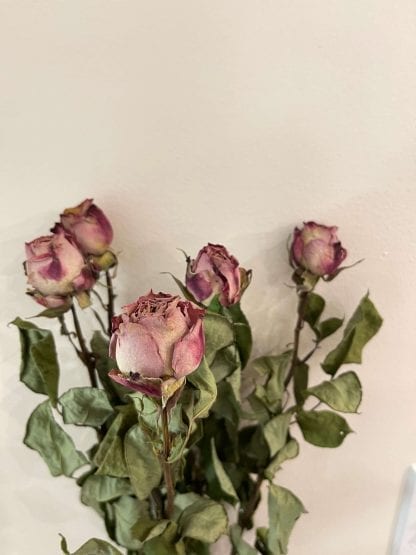 Rose Cappuccino Séchée