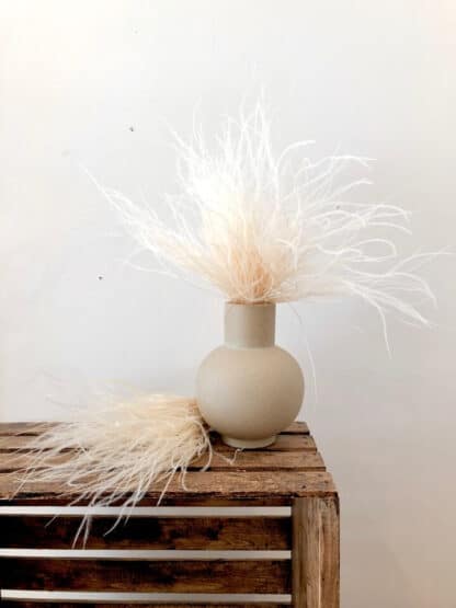 Stipa séché
