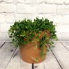 Senecio teardrops - string of beads – Image 2