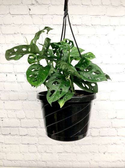 Swiss cheese 8" - Monstera Adansonii