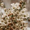 Bouquet de Wax Flower Hybride
