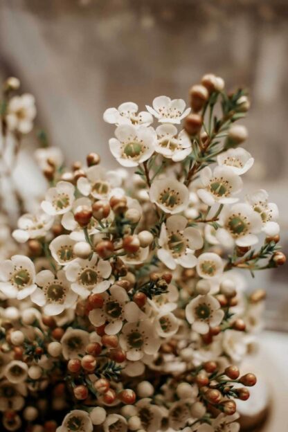 Bouquet de Wax Flower Hybride