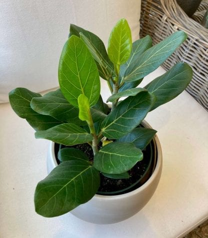 Ficus Audrey 6’’