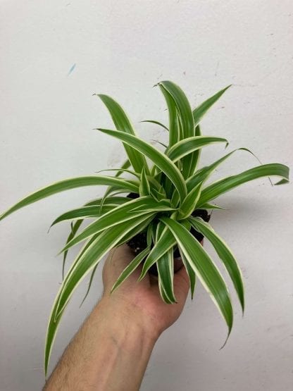 Plante araignée 4’’