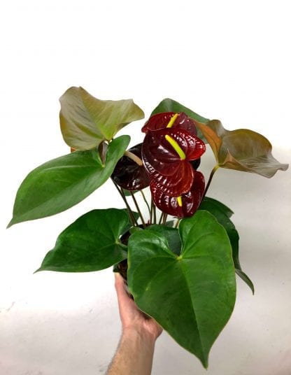 Anthurium bourgogne 6’’